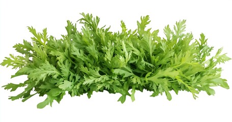 Fototapeta premium Fresh and vibrant green cilantro leaves beautifully arranged for culinary and design purposes : Generative AI