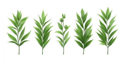 Obraz premium a set of orchid leaves, stem, branch and buds isolated , isolated on white background, 