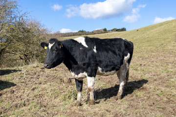 cows in the field  (Lewes) © ziyu