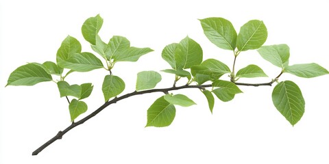 Fototapeta premium Fresh Green Branch with Lush Leaves Capturing the Essence of Nature : Generative AI