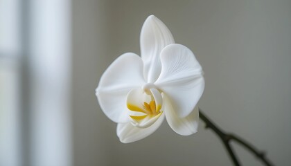Single White Orchid in Soft Blurred Background