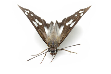 Ancistroides folus on white background, the grass demon is a small but prominent butterfly found in India and Nepal that belongs to the skipper family