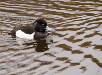 A Golden Eye Duck swimming on a pond