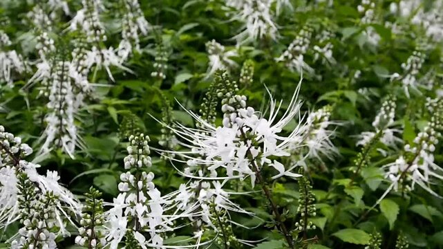 Flower of Kidney Tea Plant swaying in the wind