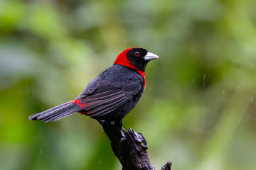 The crimson-collared tanager, Ramphocelus sanguinolentus, in a rain