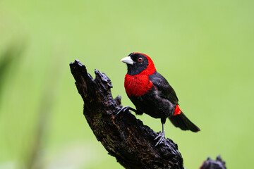 The crimson-collared tanager, Ramphocelus sanguinolentus, in a rain