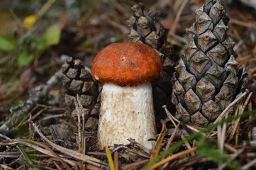 A solitary orange-capped leccinum mushroom thrives amidst the textured forest floor with scattered pinecones.