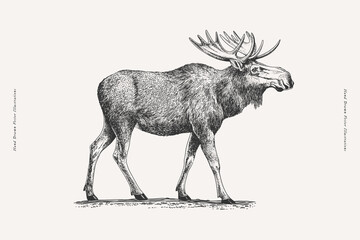 A moose with big antlers. Hand-drawn black and white vintage engraving style vector illustration. Wildlife and forest animal sketch for design and print.