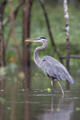 Fototapeta premium The great blue heron, Ardea herodias, is a large wading bird in family Ardeidae