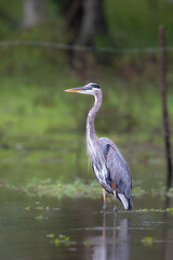 Naklejka premium The great blue heron, Ardea herodias, is a large wading bird in family Ardeidae