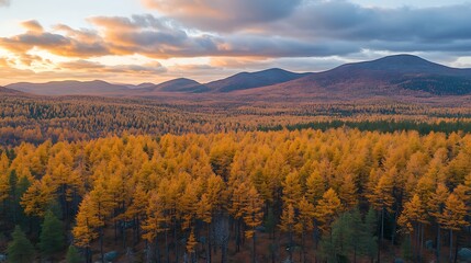 Golden autumn forest at sunset, aerial view.
