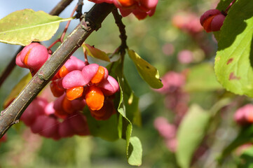 A close-up captures the spindle tree's unique pink seed pods with bright orange seeds in autumn.