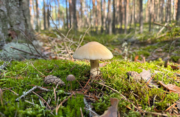 A mushroom is sitting on a patch of moss