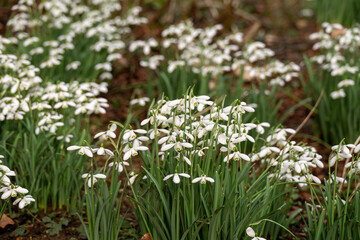 Snowdrops announcing the start of Spring