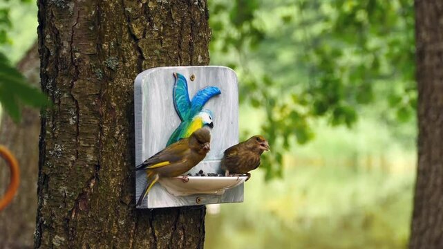 greenfinch birds continuously chew sunflower seeds
