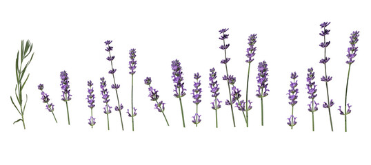 lavender flowers isolated on white