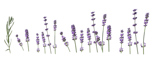 lavender flowers isolated on white