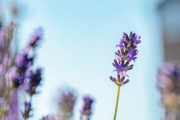 Blooming lavender flowers against clear blue sky in warm afternoon sun showcasing their vibrant purple color and delicate petals