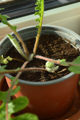 A young Gerbera daisy plant grows indoors in a brown pot, soaking up the natural light by a window.