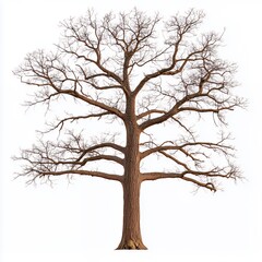 Detailed Image of a Large Leafless Tree Against White Background