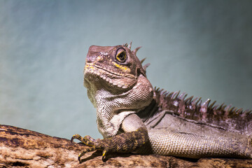 Impressions of Various Animals