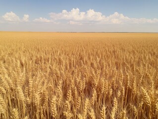 Naklejka premium Golden wheat field stretching to the horizon under a summer sky