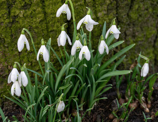 A close up of some Snowdrops in spring.
