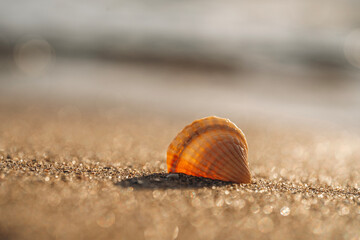 Beautiful orange shell resting on sandy beach during sunset near ocean shore
