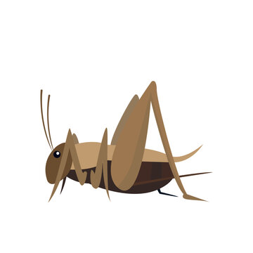 cricket bug insect vector illustration