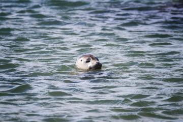 Fototapeta premium Seals in Iceland – Wildlife Encounters in the North Atlantic