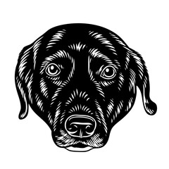 Fototapeta premium black labrador retriever