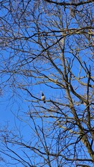 Obraz premium A crow sits on a branch waiting for spring
