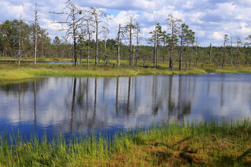 Obraz premium Landscape photo with a view of a mirror lake with trees in the background at the Viru Bogs in Lahemaa National Park in Estonia