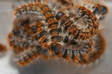 Processionary caterpillars in a pile leaving the nest