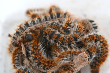 Processionary caterpillars in a pile leaving the nest