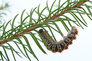Pine processionary caterpillar close-up on a branch