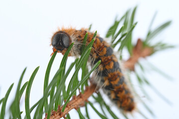 Pine processionary caterpillar close-up on a branch
