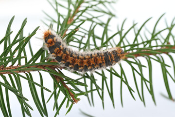 Pine processionary caterpillar close-up on a branch