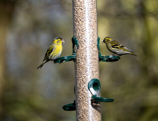 Male & Female Eurasian siskin Birds feeding on a feeder 