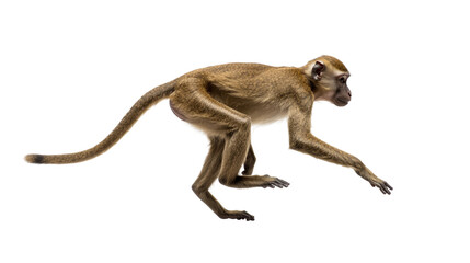 A monkey is walking isolated on white or transparent background, png clipart