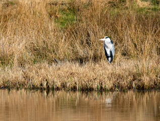 Heron watching from across the pond