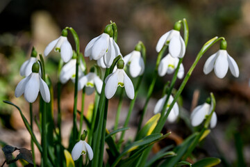 AUT, Fruehling, Blumen, Fruelingsboten