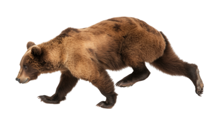 A brown bear is walking isolated on white or transparent background, png clipart