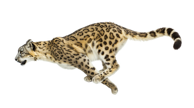 A snow leopard is running isolated on white or transparent background, png clipart