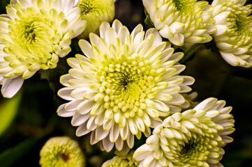 Close up of a pale yellow chrysanthemum (Santini).