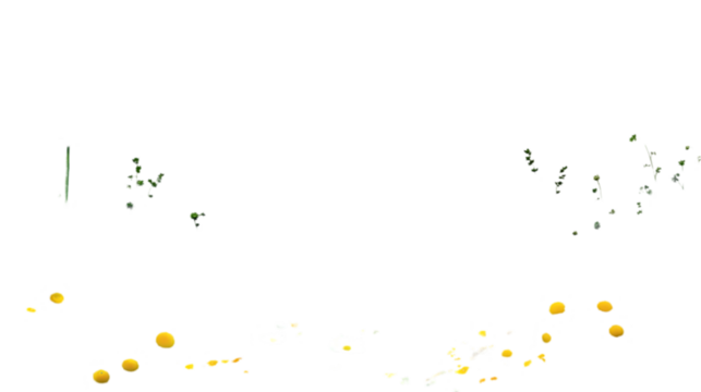 Daisies & Yellow Circles Isolated on White
