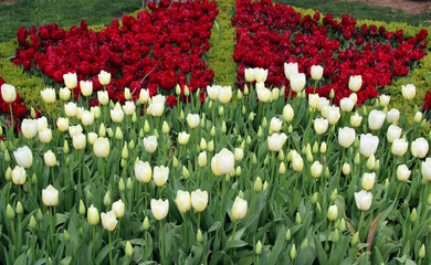 A flowerbed of white and crimson tulips in Goztepe Park during the annual Tulip Festival in Istanbul, Turkey