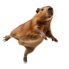 A brown capybara is leaping, dynamic pose, isolated on white or transparent background, png clipart, design element.