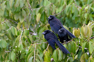 The smooth-billed ani, Crotophaga ani, is a bird in the cuckoo family. Flock of Cuckoos.