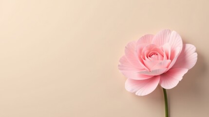 Fototapeta premium A Delicate Pink Bloom on a Soft Background A Single Flower's Gentle Elegance